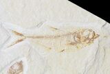 Multiple Diplomystus Fossil Fish - Wyoming #48105-2